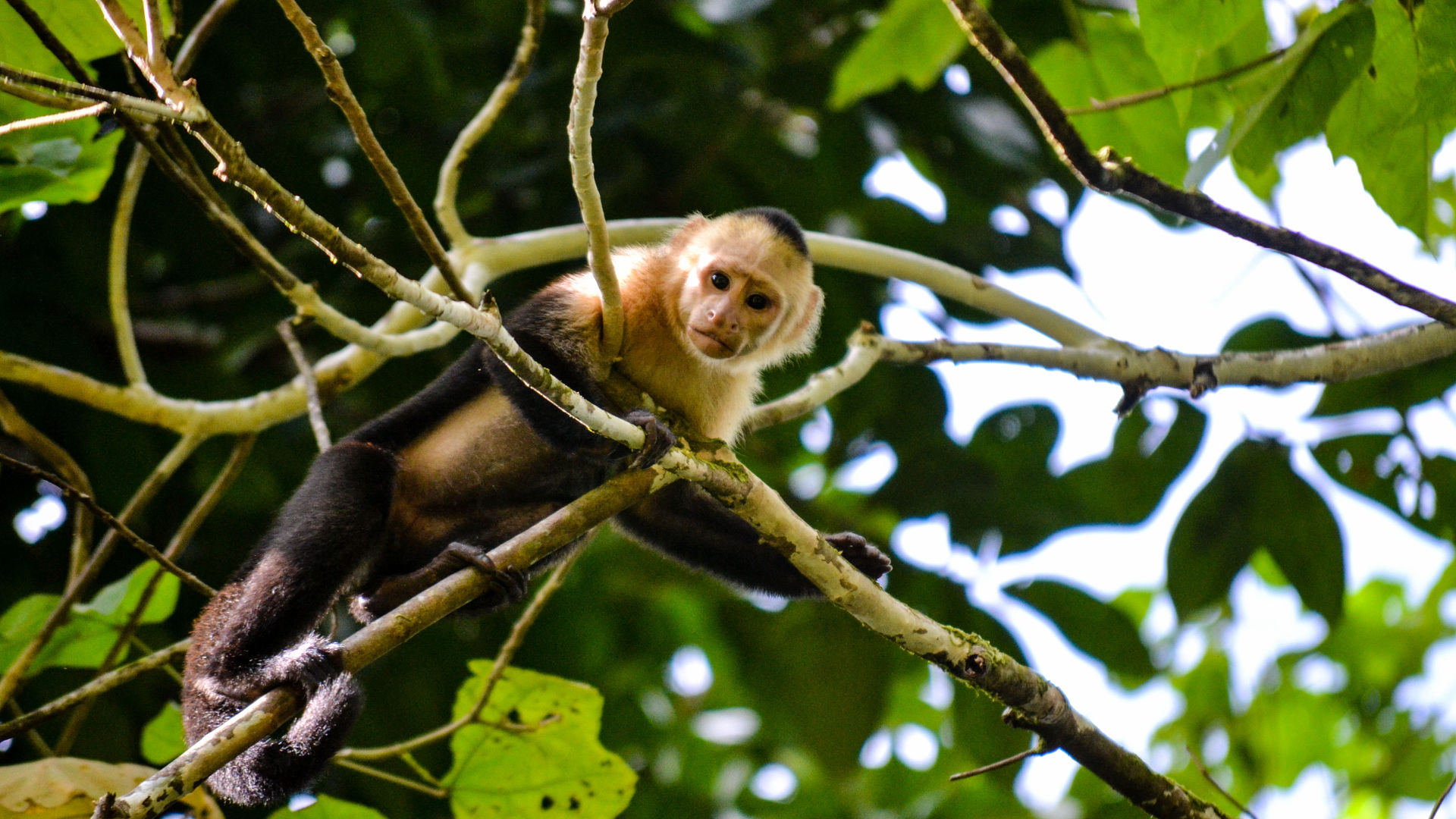 Capucin monkey at Cahuita National Park