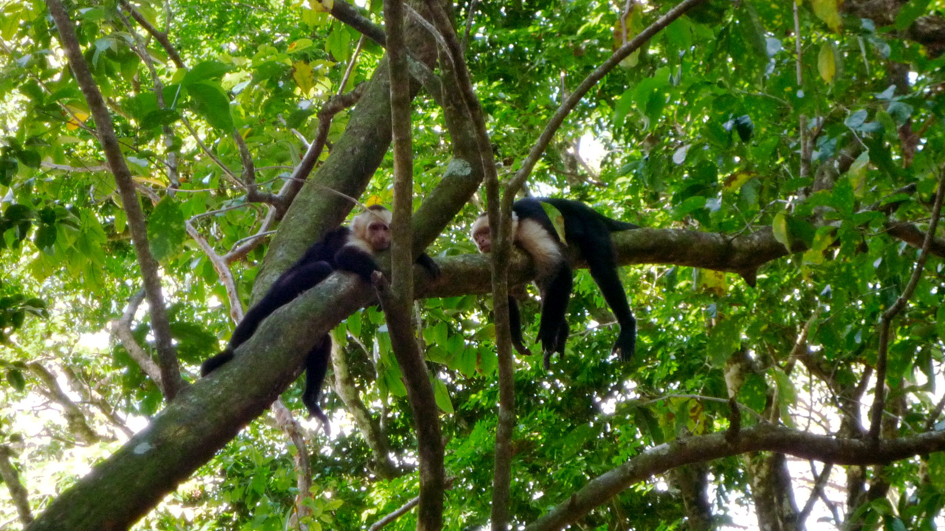 Capucin monkeys at Manuel Antonio National Park