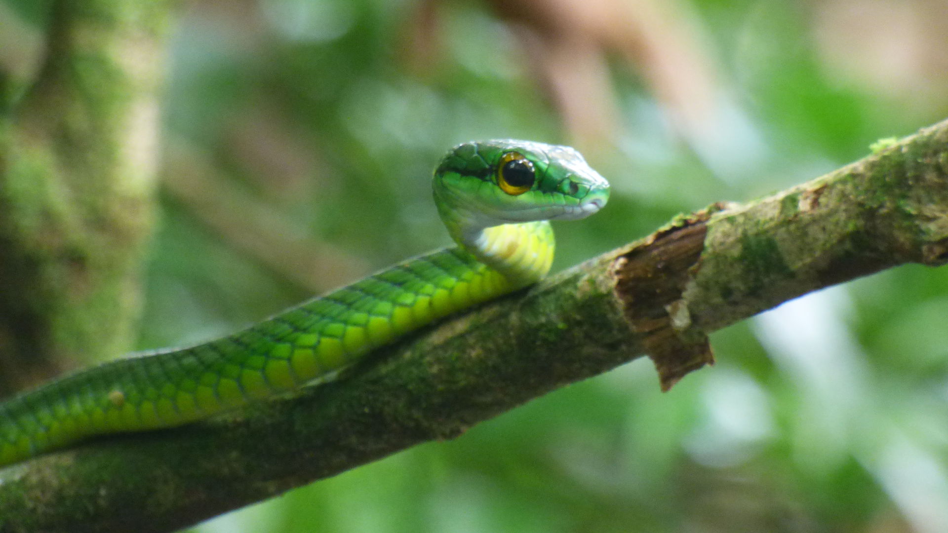 Emerald viper at Tortuguero National Park