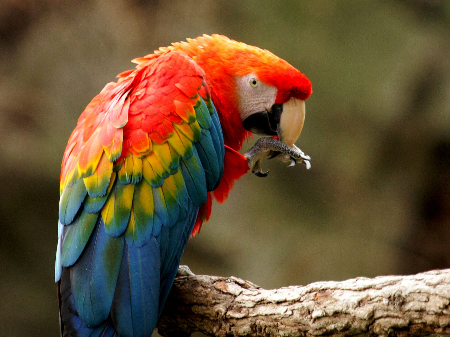 Macaw in Zoo Ave park