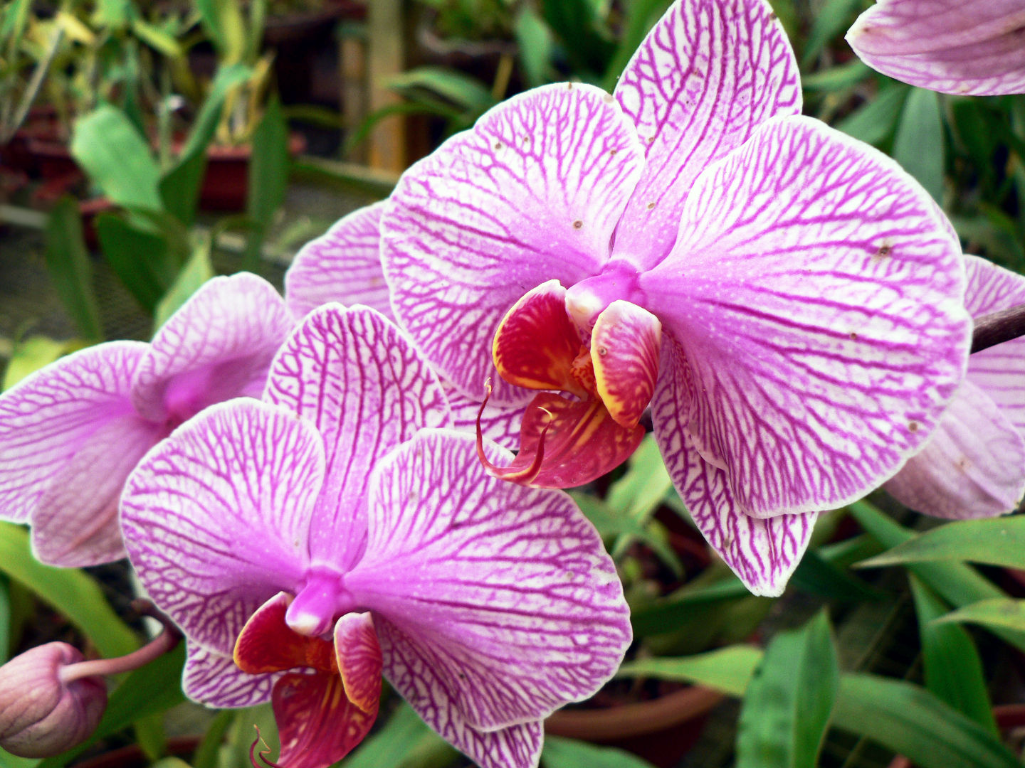 Jardin d'orchidées Lankester