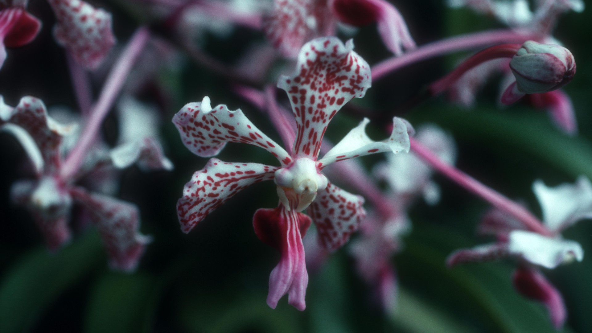 Lancaster Orchid Garden