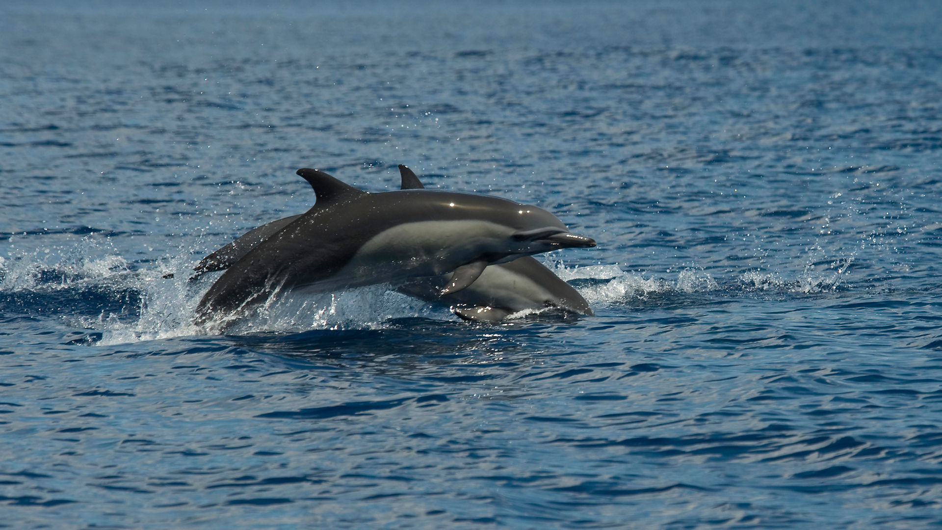 Dolfins at Marina Ballena National Park